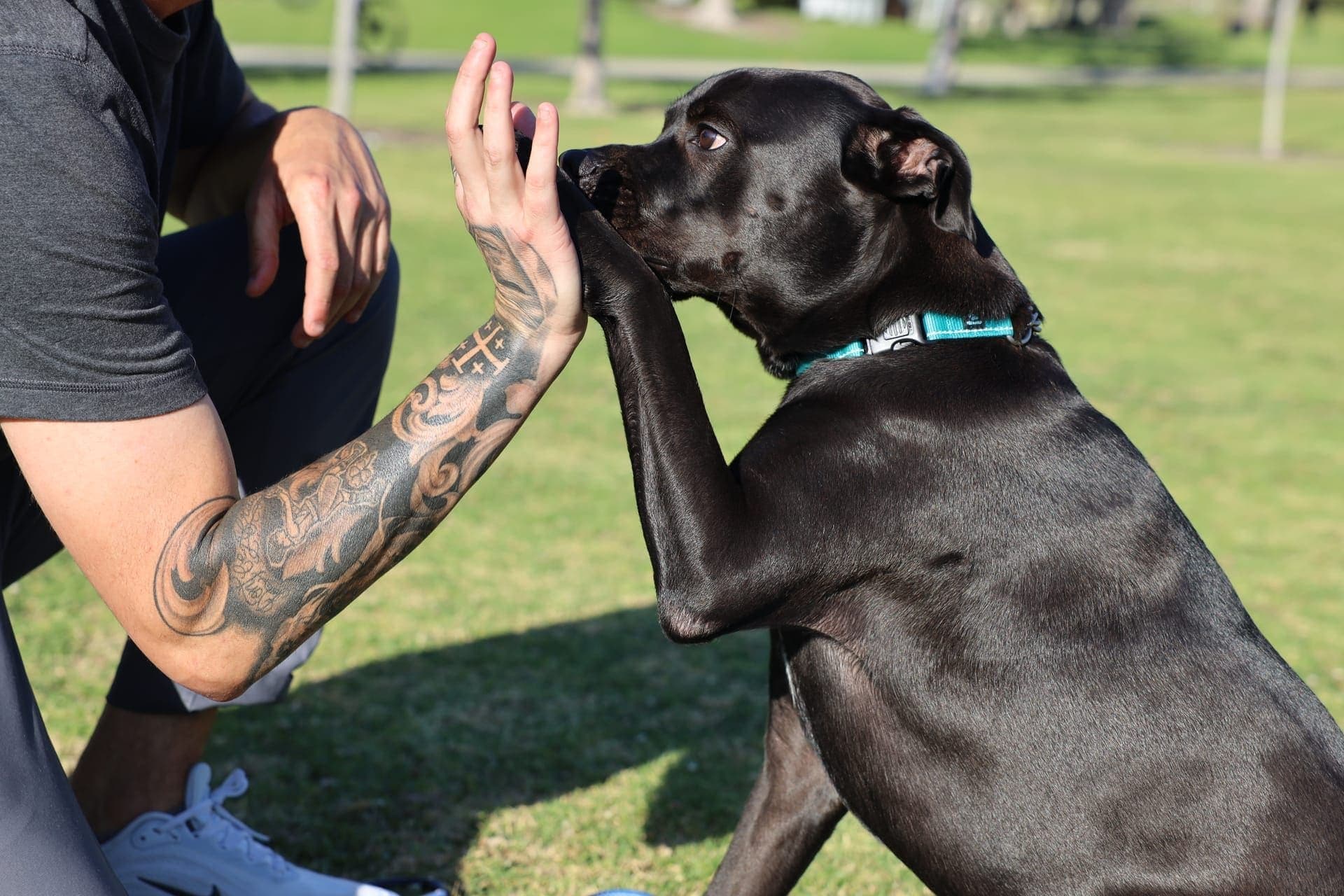 A dog engaging confidently and happily with a trainer