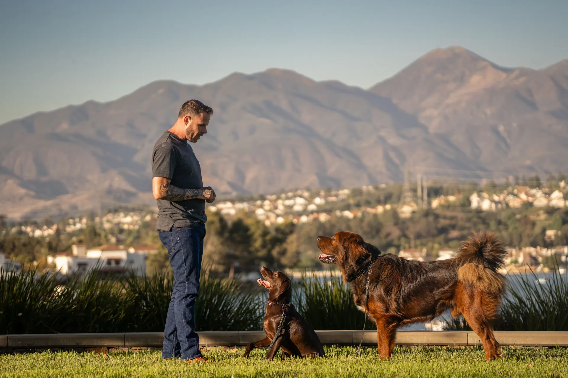 Jake training a Labrador and Tibetan Mastiff with the Orange County mountains behind them