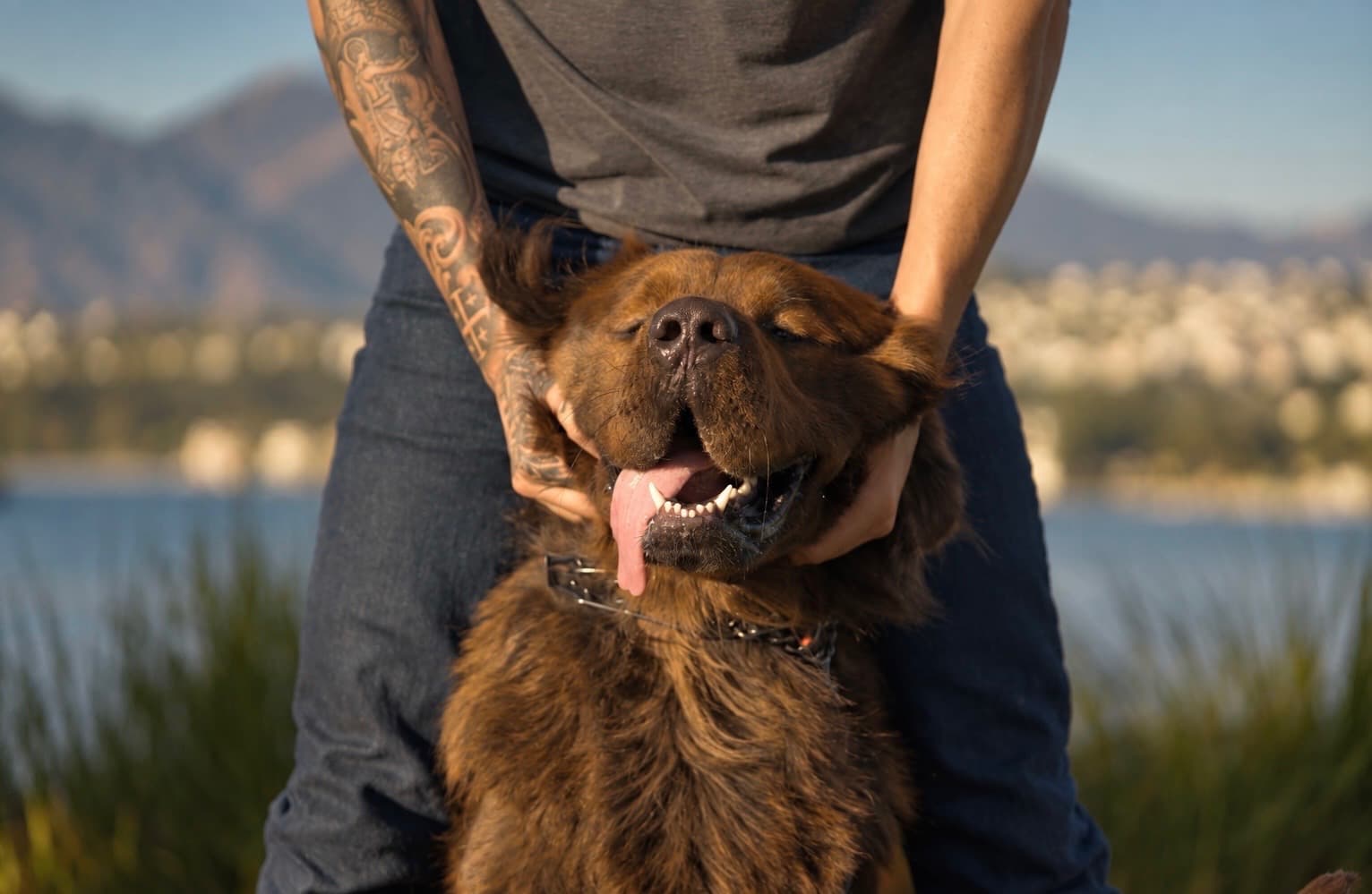 Close-up of a happy, relaxed dog during a Kynos training session