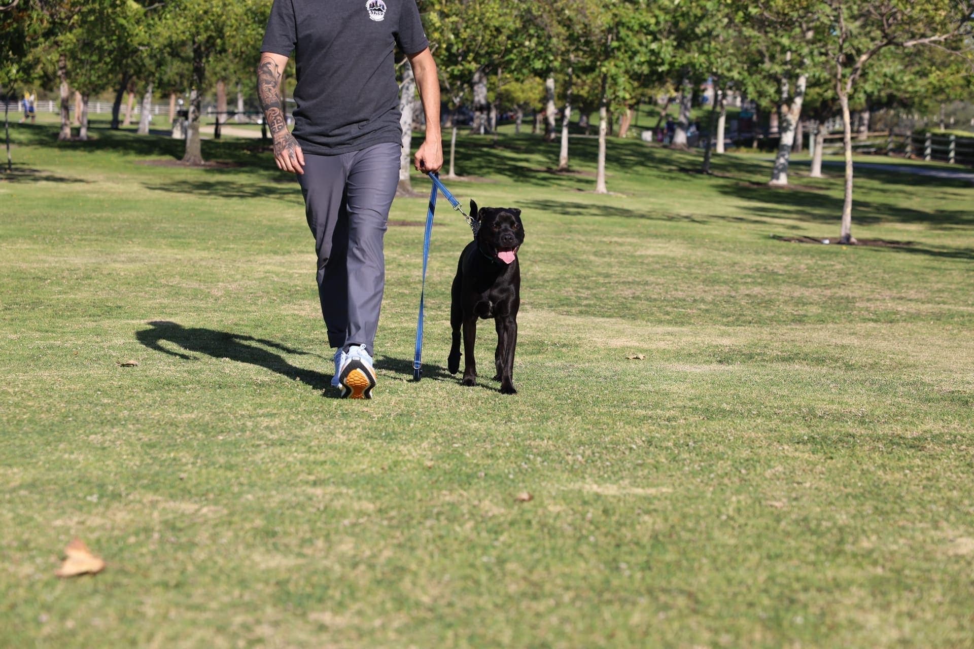 A dog walking politely on a loose leash