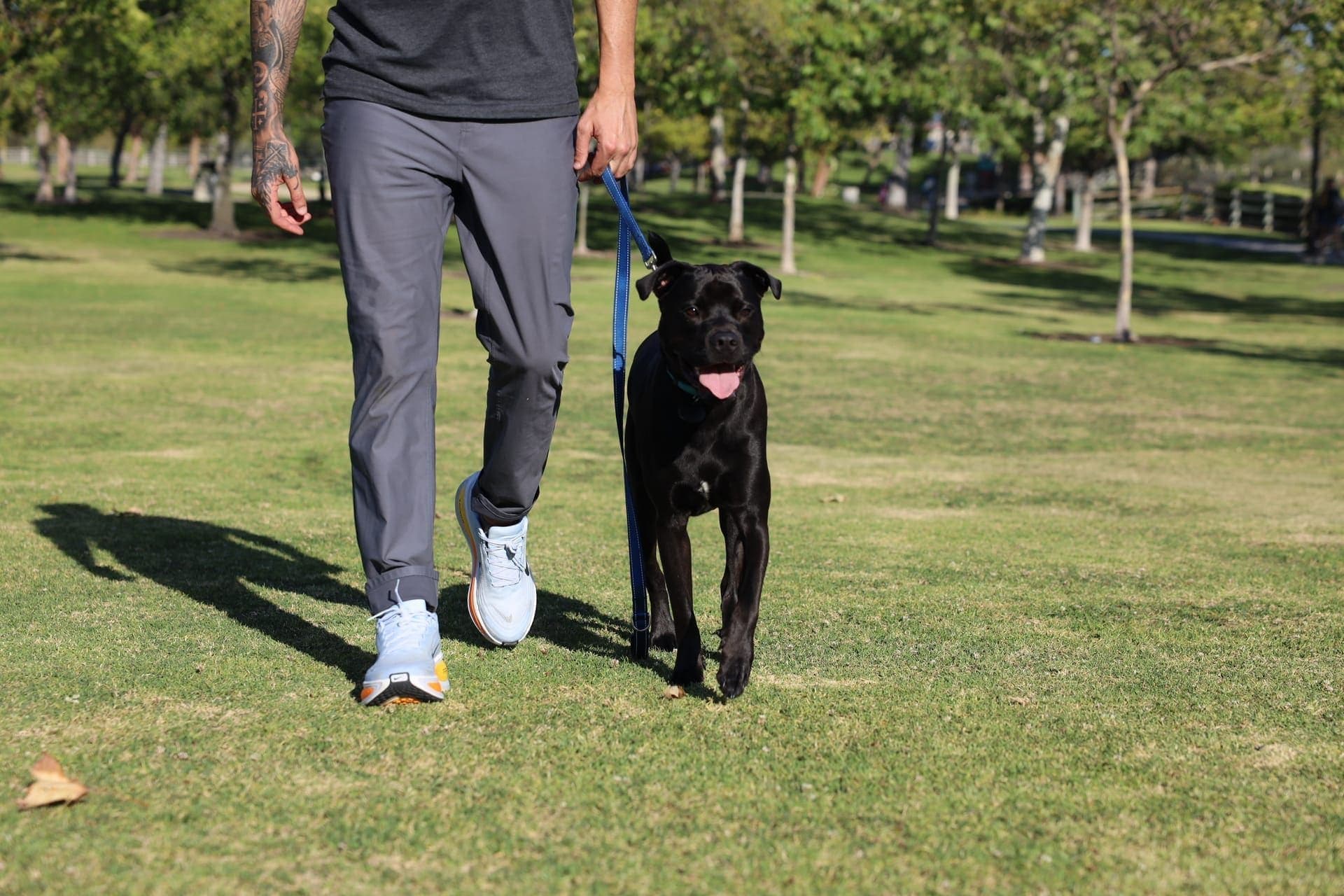 A handler keeping a dog calm and under control on leash